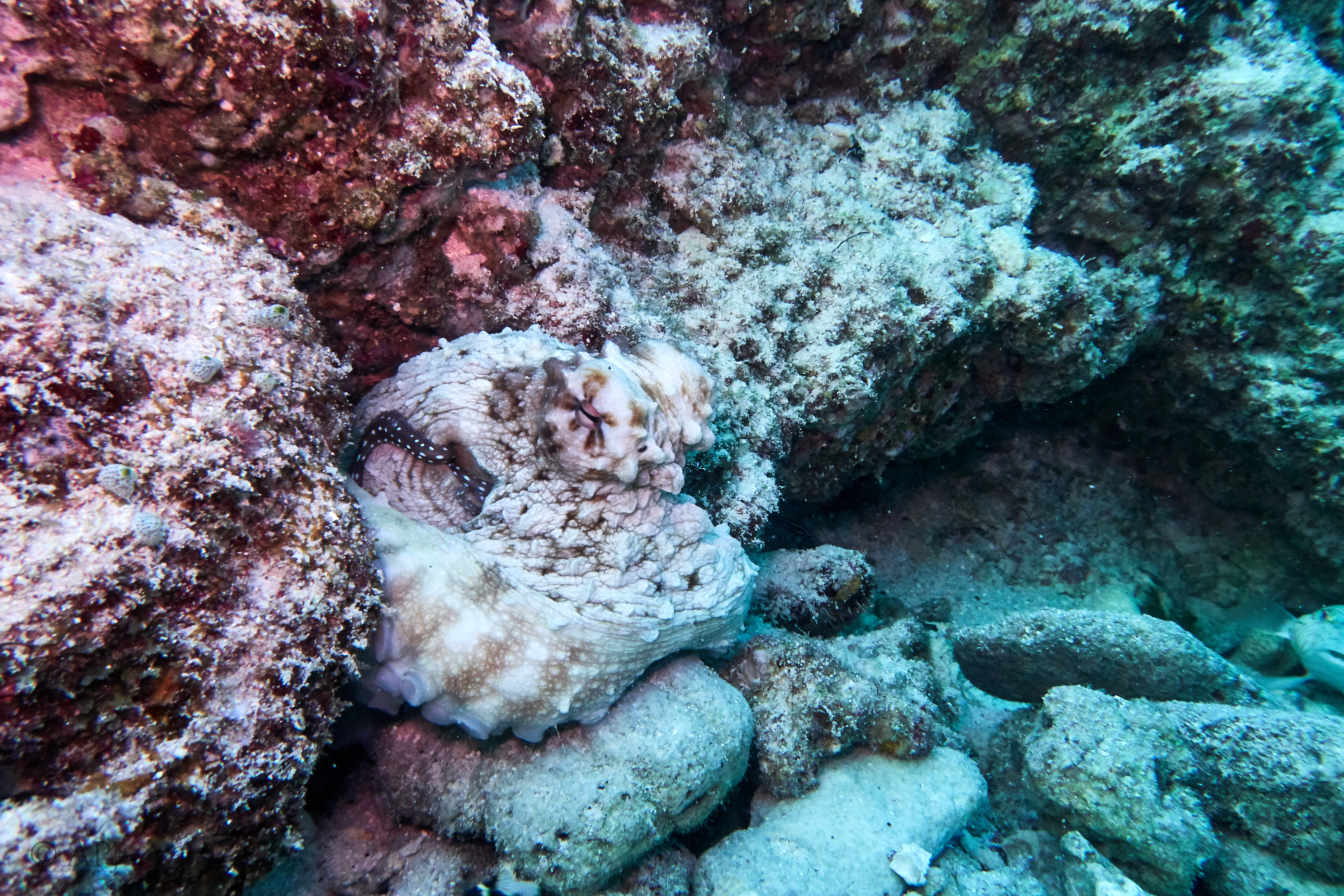 000089 13 08 17  Canon PowerShot G7 X Mark II   Malediven2017